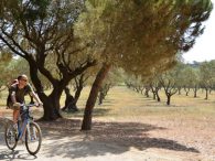 ballade dans les champs d'oliviers